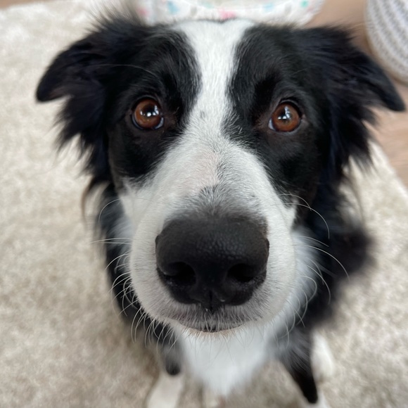 Meet your Posher, Sarah - Picture 3 of 3